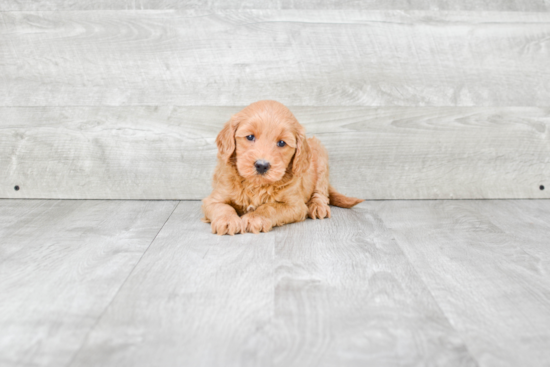 Friendly Mini Goldendoodle Baby