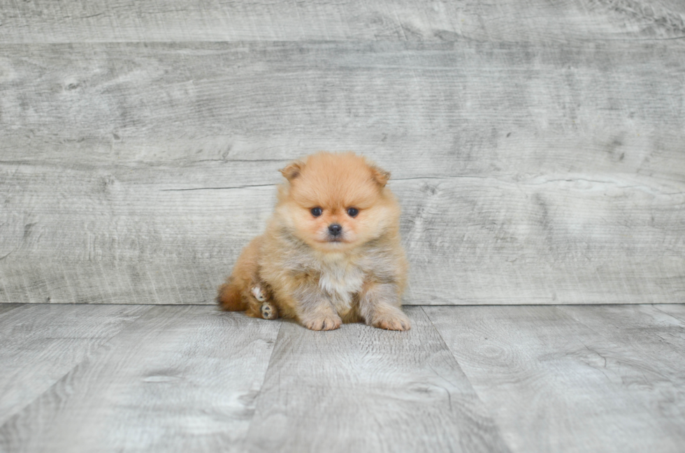 Petite Pomeranian Purebred Puppy