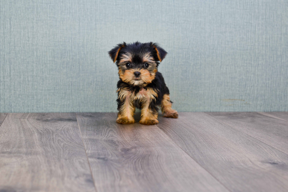 Meet Fiona - our Yorkshire Terrier Puppy Photo 