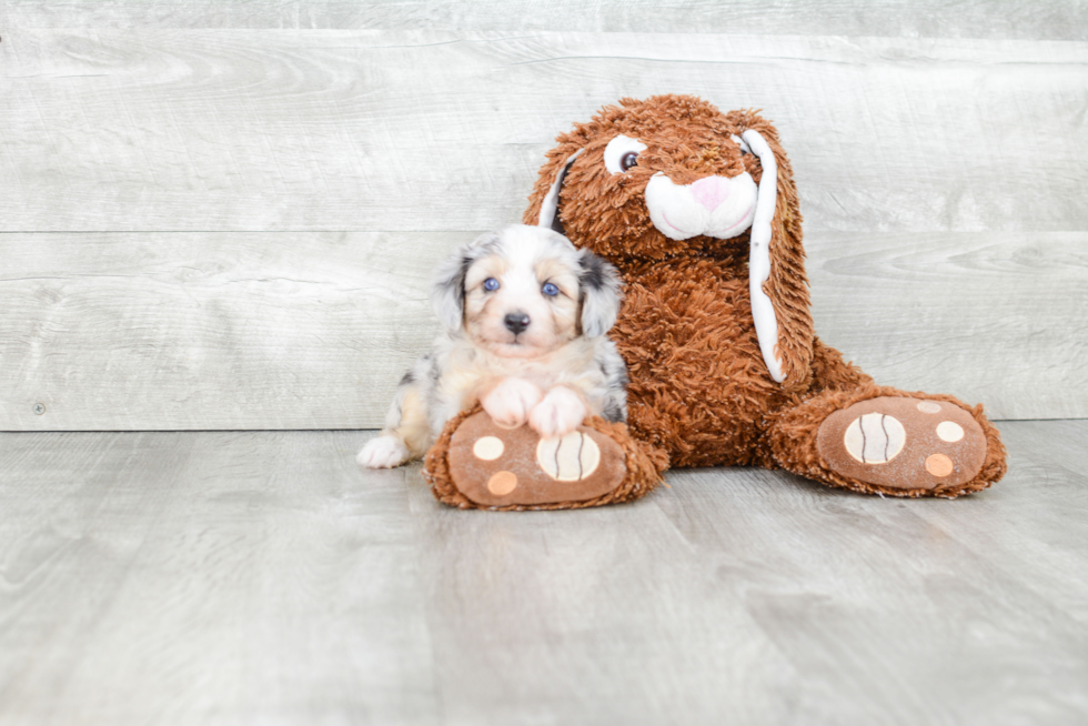 Petite Mini Aussiedoodle Poodle Mix Pup