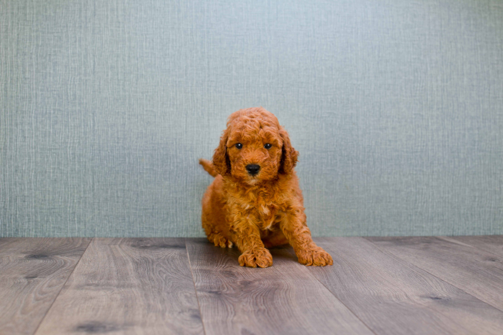 Mini Goldendoodle Pup Being Cute