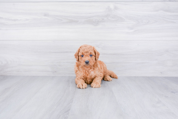 Hypoallergenic Golden Retriever Poodle Mix Puppy