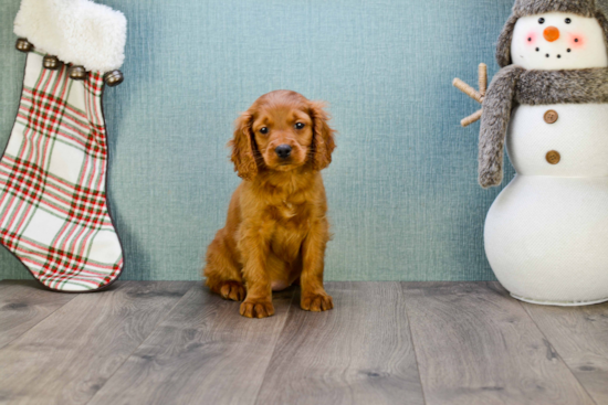 Fluffy Mini Goldendoodle Poodle Mix Pup