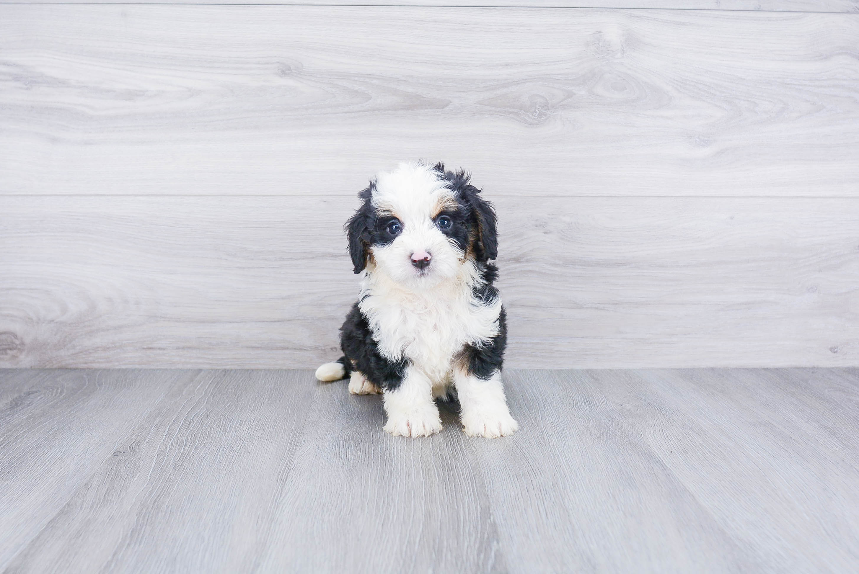 Mini Bernedoodle Puppy for Adoption