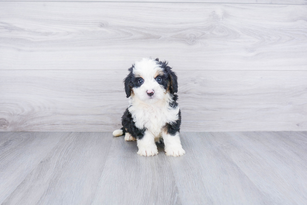 Mini Bernedoodle Puppy for Adoption