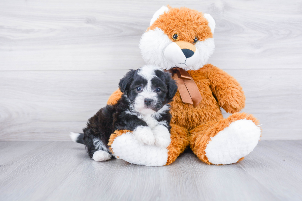 Havanese Pup Being Cute