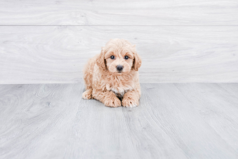 Popular Mini Goldendoodle Poodle Mix Pup