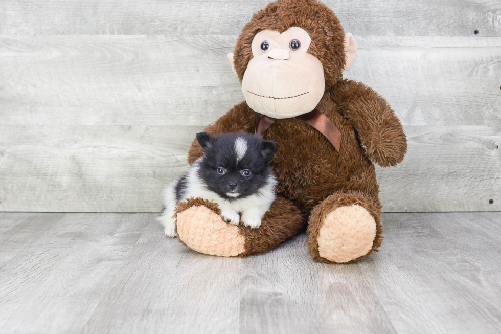 Best Pomeranian Baby