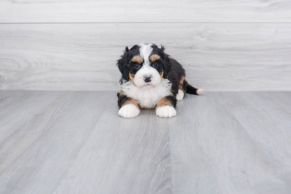 Mini Bernedoodle Pup Being Cute