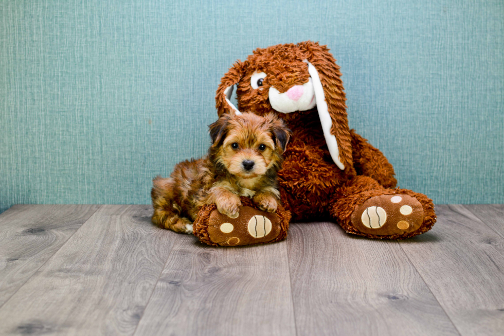 Meet Amy - our Morkie Puppy Photo 