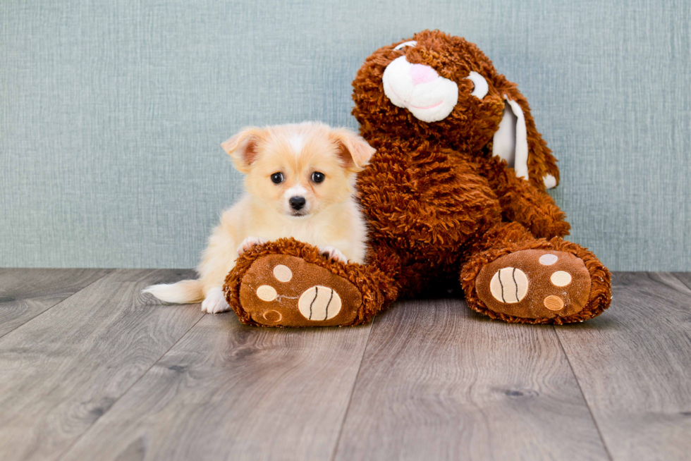 Cute Chihuahua Mix Pup