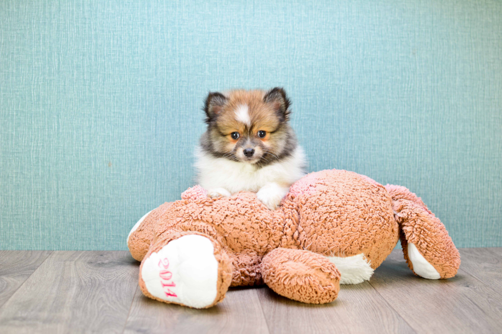 Pomeranian Pup Being Cute