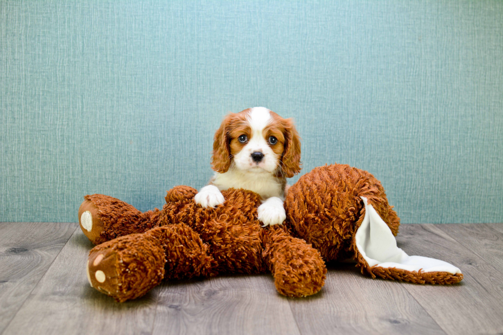 Small Cavalier King Charles Spaniel Baby