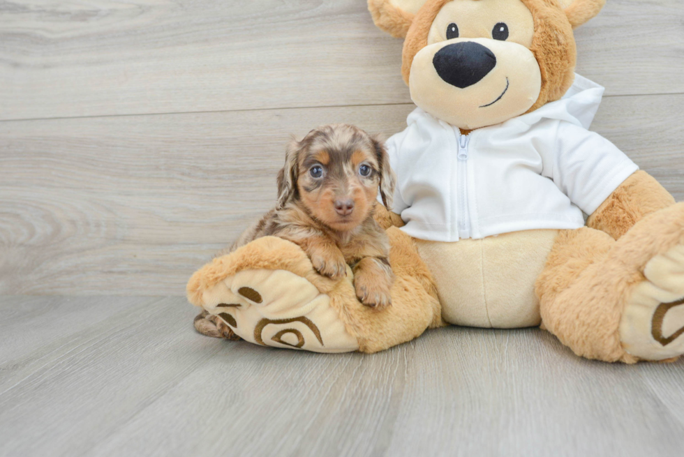 Cute Dachshund Purebred Pup