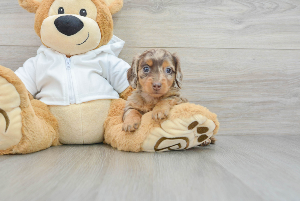 Cute Dachshund Baby