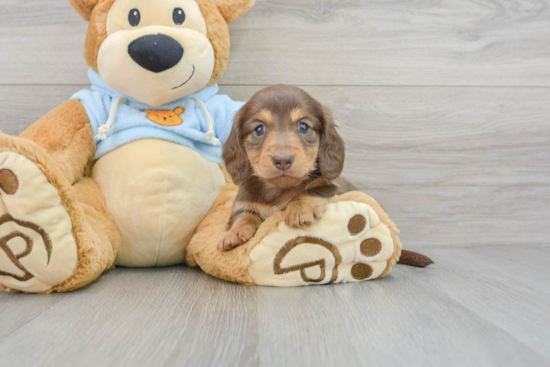 Cute Dachshund Purebred Puppy