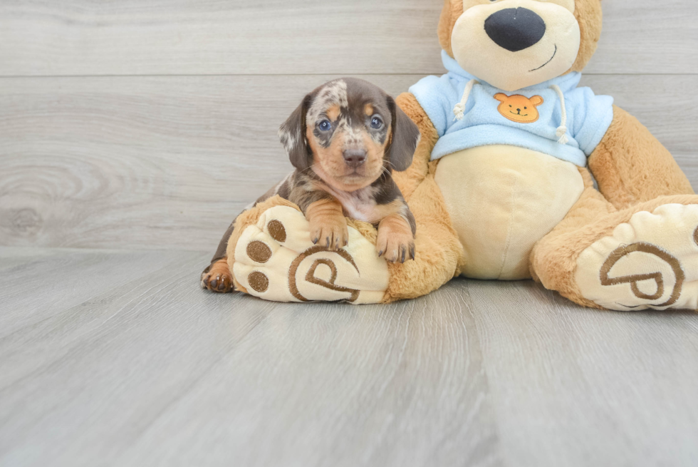 Cute Dachshund Purebred Puppy