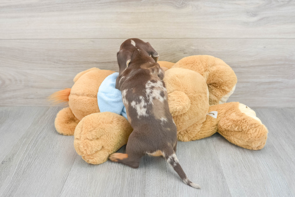 Cute Dachshund Purebred Puppy