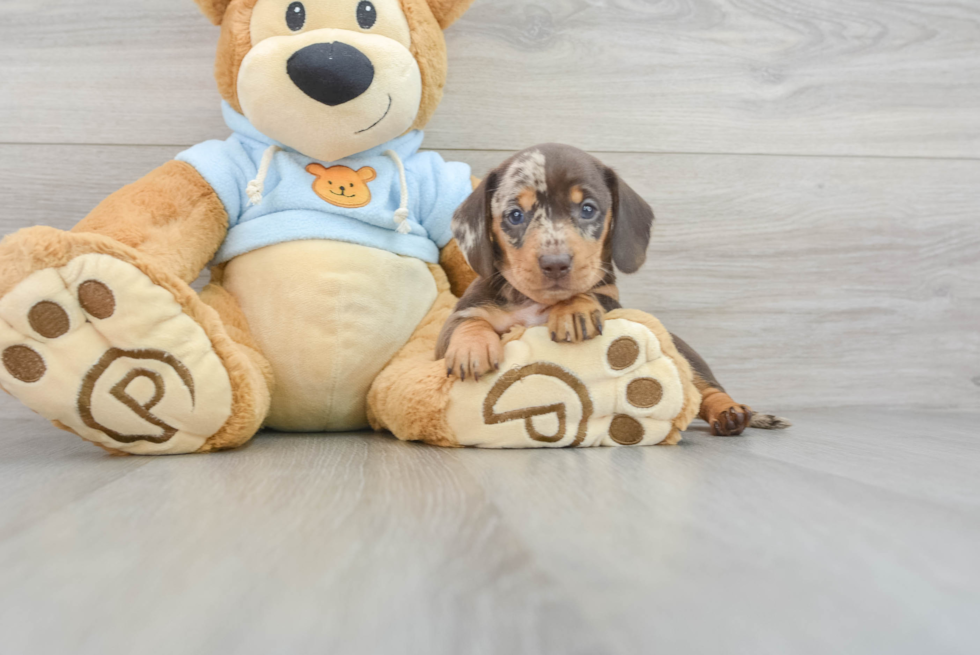 Dachshund Pup Being Cute