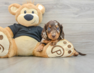 5 week old Dachshund Puppy For Sale - Premier Pups