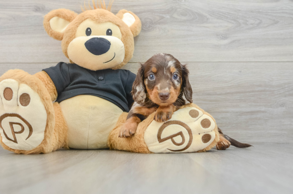 5 week old Dachshund Puppy For Sale - Premier Pups