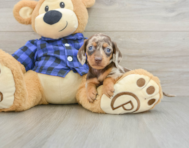 7 week old Dachshund Puppy For Sale - Premier Pups