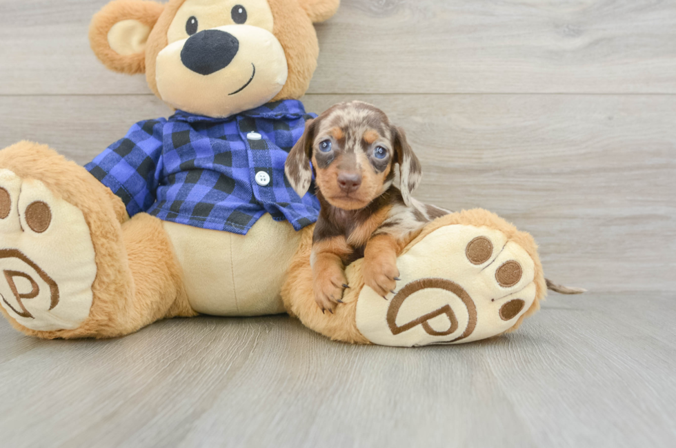 6 week old Dachshund Puppy For Sale - Premier Pups