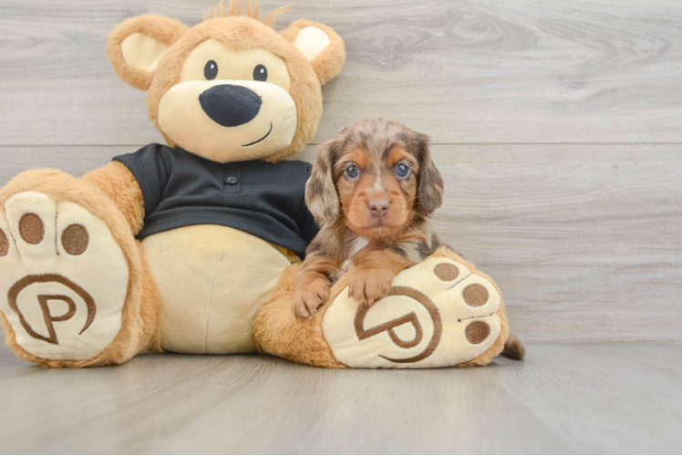 Cute Doxie Purebred Puppy