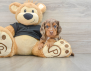 5 week old Dachshund Puppy For Sale - Premier Pups