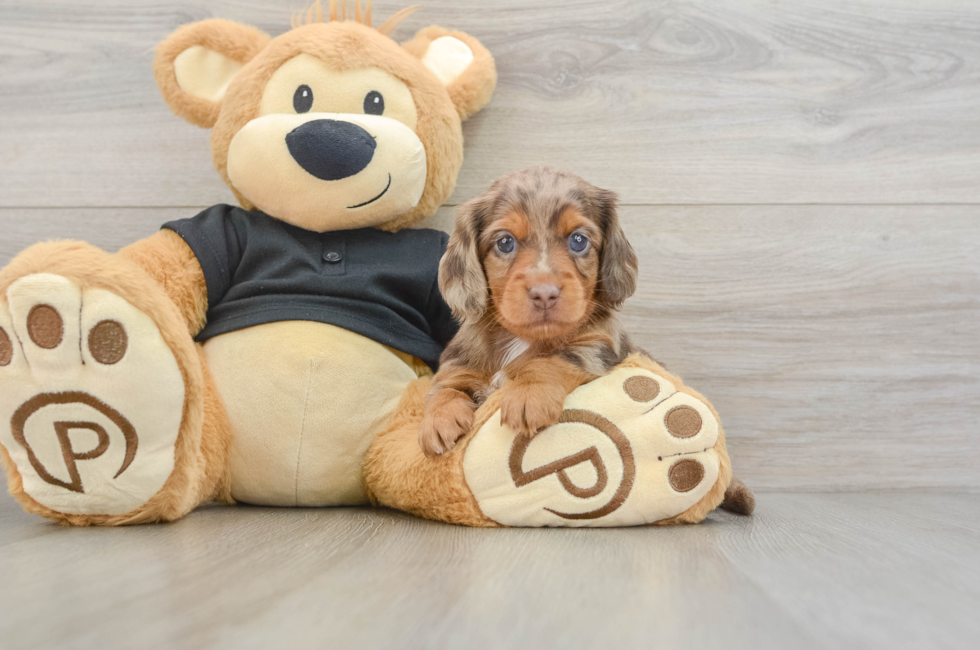 5 week old Dachshund Puppy For Sale - Premier Pups