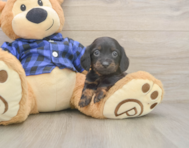 5 week old Dachshund Puppy For Sale - Premier Pups