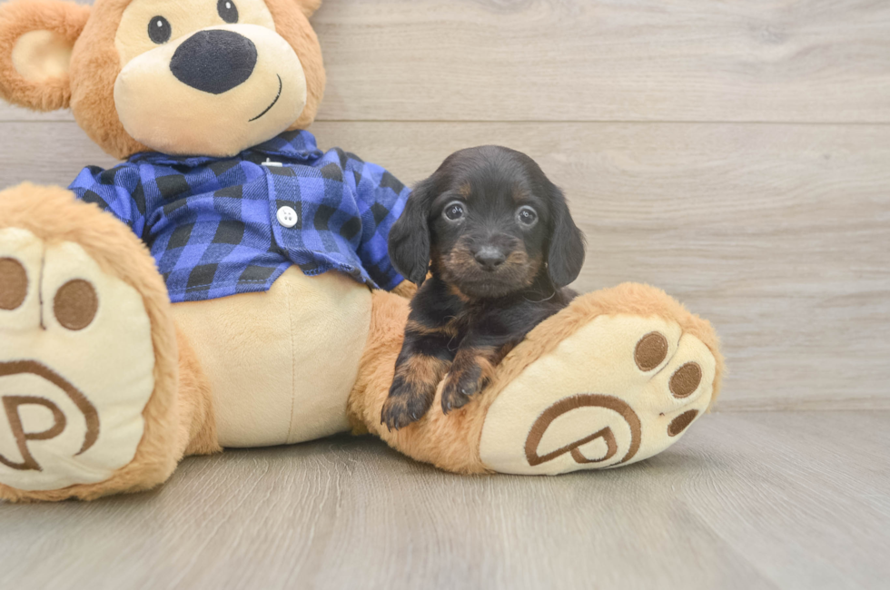 5 week old Dachshund Puppy For Sale - Premier Pups