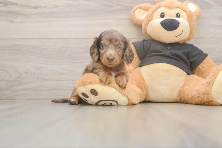 Dachshund Pup Being Cute