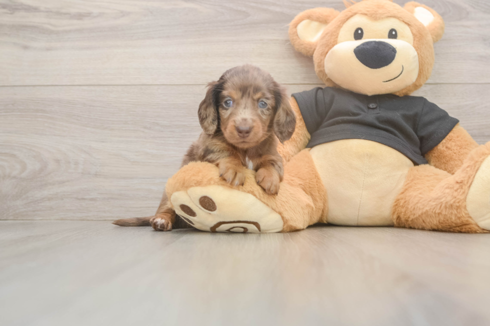 Dachshund Pup Being Cute