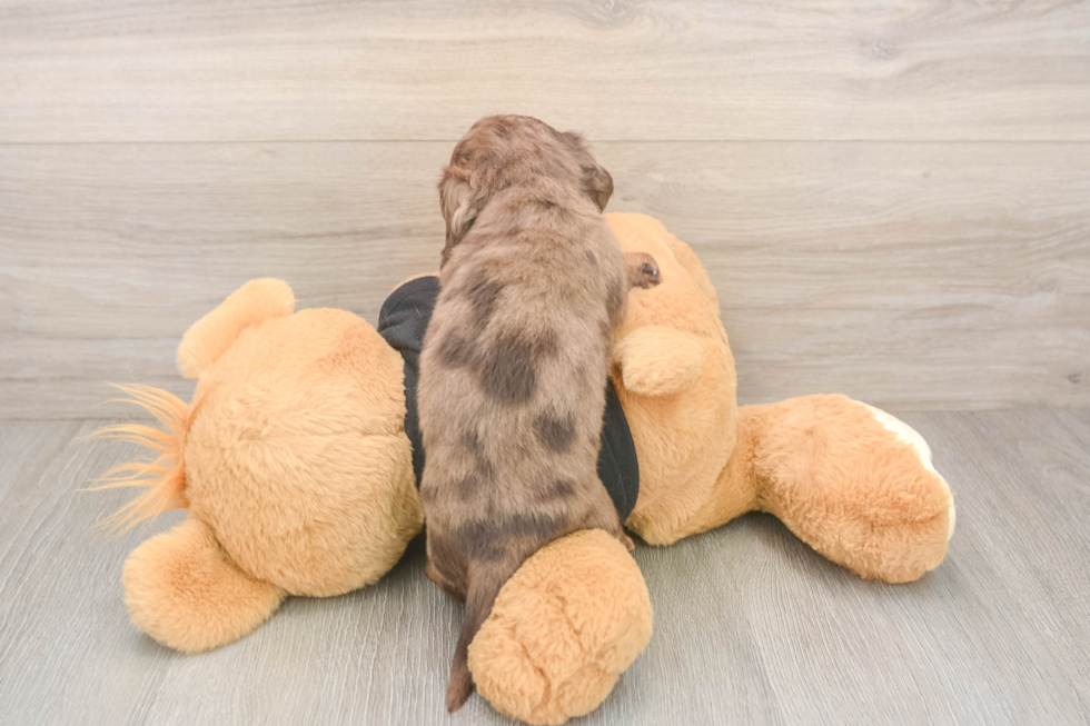 Dachshund Pup Being Cute