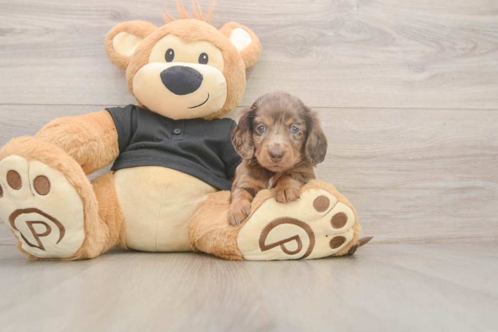 Dachshund Pup Being Cute