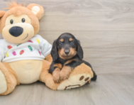 5 week old Dachshund Puppy For Sale - Premier Pups