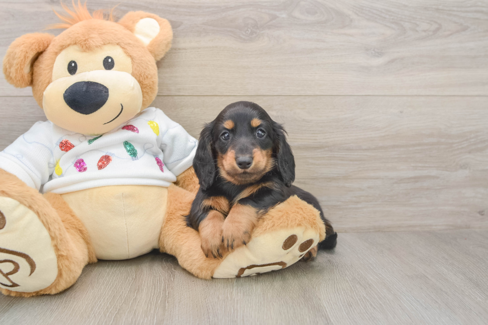 Dachshund Puppy for Adoption