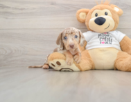 5 week old Dachshund Puppy For Sale - Premier Pups