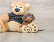 5 week old Dachshund Puppy For Sale - Premier Pups