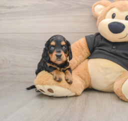 5 week old Dachshund Puppy For Sale - Premier Pups