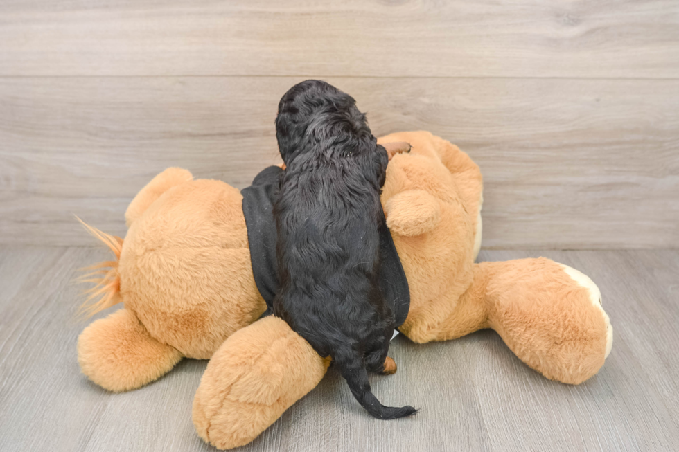 Cute Doxie Purebred Puppy