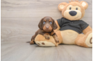 Dachshund Puppy for Adoption