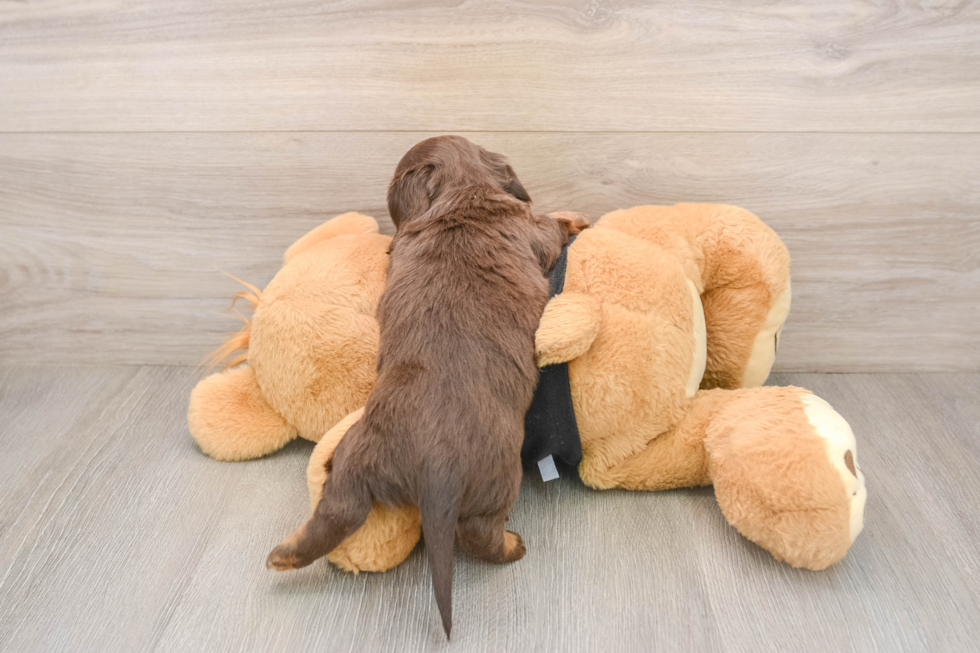 Cute Dachshund Purebred Pup