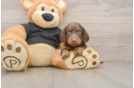 Dachshund Pup Being Cute