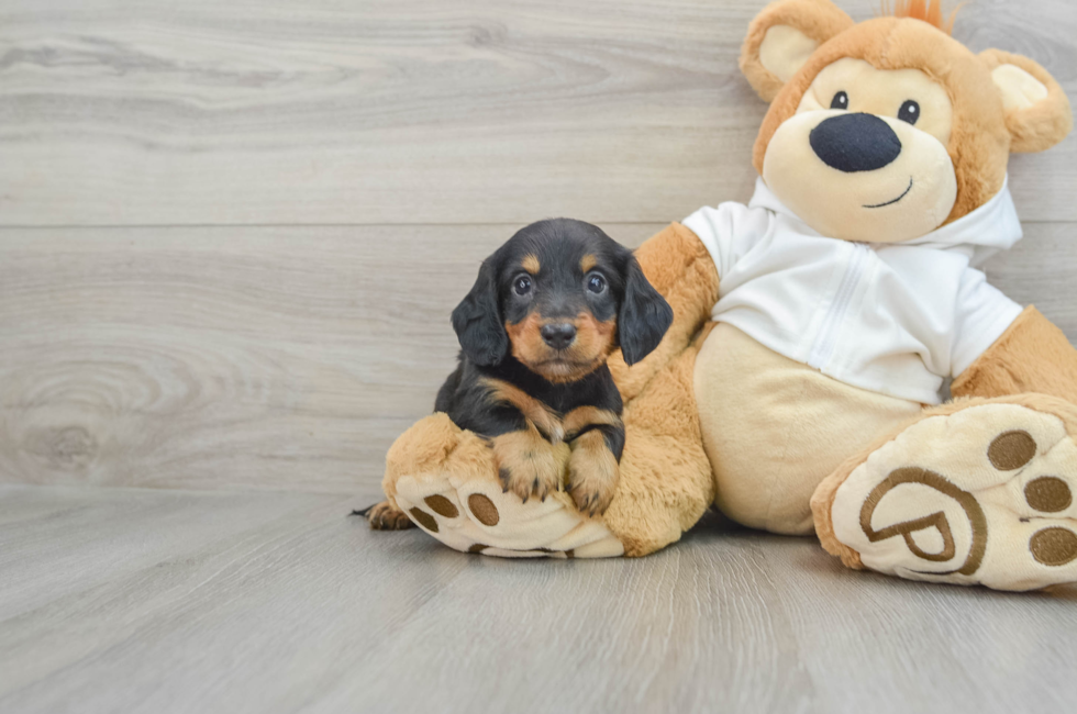 8 week old Dachshund Puppy For Sale - Premier Pups