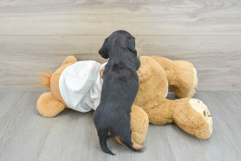 Cute Dachshund Purebred Pup