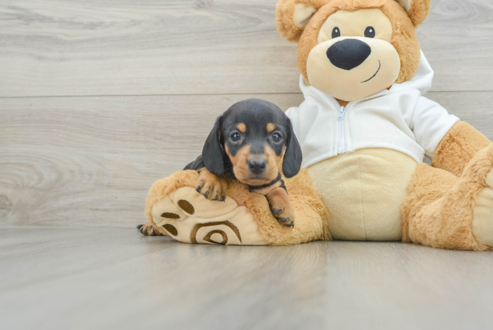 Best Dachshund Baby