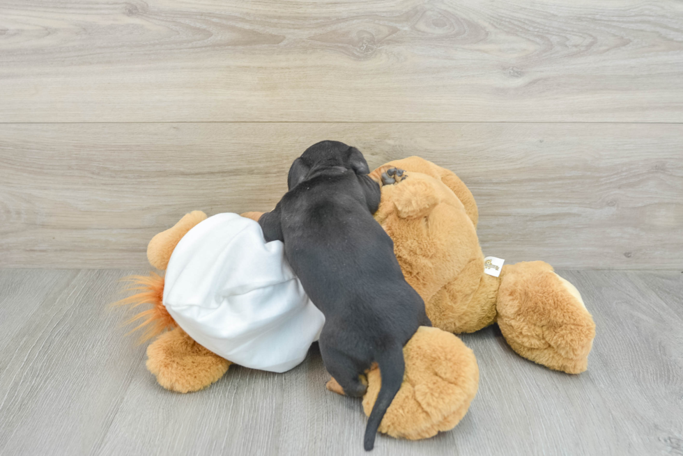 Cute Dachshund Purebred Pup