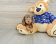 6 week old Dachshund Puppy For Sale - Premier Pups